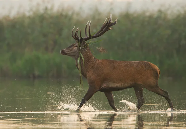 Mannetje rode herten lopen in het water — Stockfoto