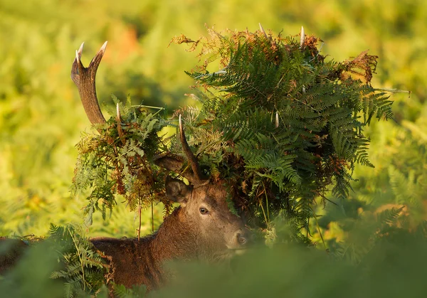 Portret van mannelijk edelhert in hoge fern — Stockfoto