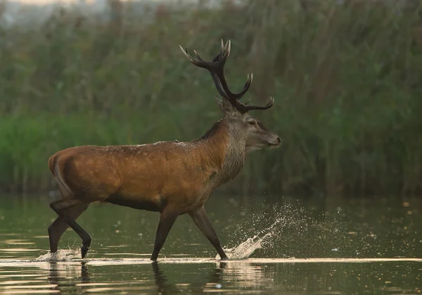 Varón de ciervo rojo caminando en el agua —  Fotos de Stock