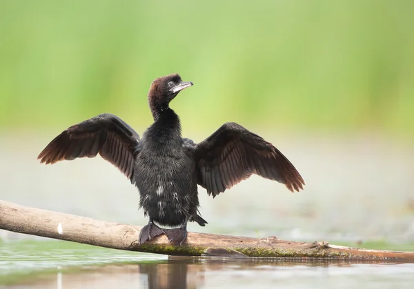 Kormorán sušení křídel — Stock fotografie