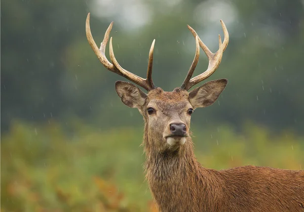 Młody mężczyzna stojący red deer w wysokich paproci — Zdjęcie stockowe