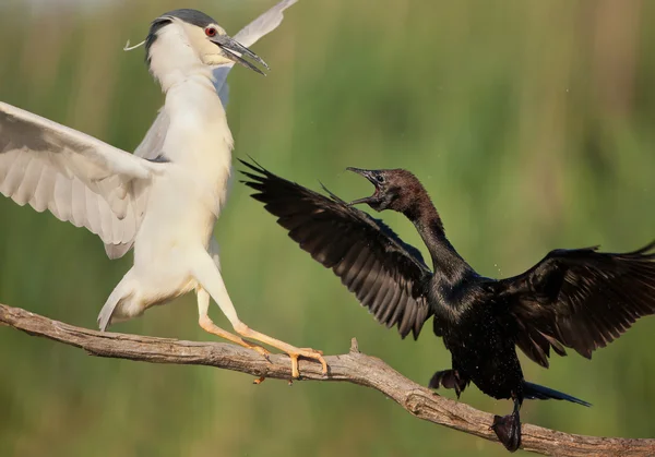 Pygmy cormorant aanvallende night heron — Stockfoto