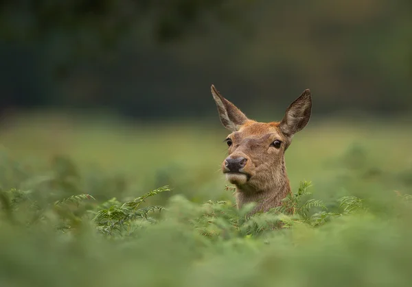 Portrait of female red deer