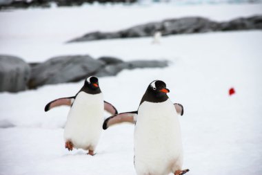 İki gentoo pengueni 