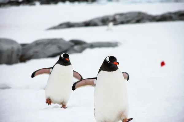 İki gentoo pengueni — Stok fotoğraf