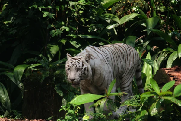 Panthera tigris bengalensis — Stock Photo, Image