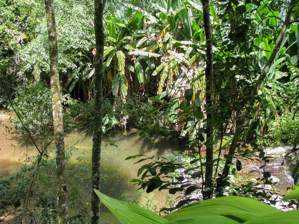 Hermoso paisaje de selva tropical en el centro de América del Sur —  Fotos de Stock