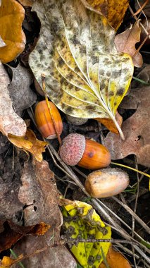 Yerde sonbahar yaprakları ve küçük fındıklar. Yüksek kaliteli fotoğraf.