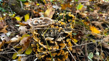 Yerde yosun, sonbahar havası. Yüksek kaliteli fotoğraf.