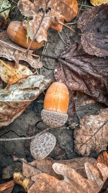 Sonbahar yaprakları ve fındıklarla dolu bir hayat. Yüksek kaliteli fotoğraf.