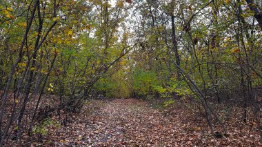 Ormanda sonbahar yaprakları. Yüksek kaliteli fotoğraf.
