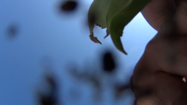 Plantar una flor — Vídeo de stock