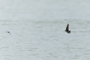 Ahır Kırlangıcı Hirundo rustica uçuyor 