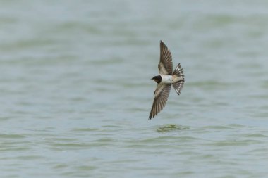 Ahır Kırlangıcı Hirundo rustica uçuyor 