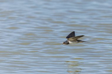 Ahır Kırlangıcı Hirundo rustica uçuyor 