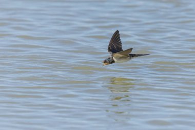 Ahır Kırlangıcı Hirundo rustica uçuyor 