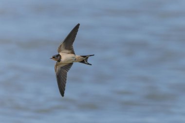 Ahır Kırlangıcı Hirundo rustica uçuyor 