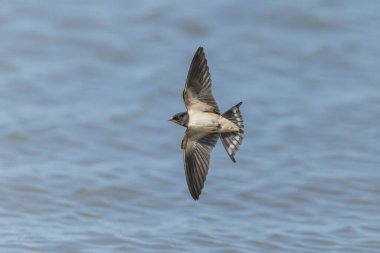 Ahır Kırlangıcı Hirundo rustica uçuyor 