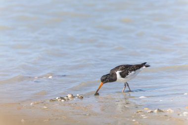 Kumsalda istiridye avcısı ya da Normandiya 'da, Fransa' nın Kanal Sahili 'nde uçuyor.