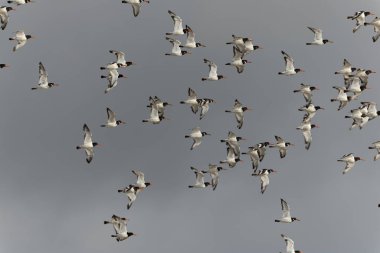 Kumsalda istiridye avcısı ya da Normandiya 'da, Fransa' nın Kanal Sahili 'nde uçuyor.