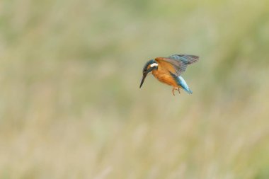 Avrupa 'da yaygın olarak görülen Kingfisher Alcedo bir dala tünemektedir veya uçuştadır