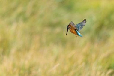 Avrupa 'da yaygın olarak görülen Kingfisher Alcedo bir dala tünemektedir veya uçuştadır