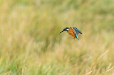 Avrupa 'da yaygın olarak görülen Kingfisher Alcedo bir dala tünemektedir veya uçuştadır