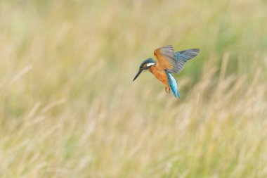 Avrupa 'da yaygın olarak görülen Kingfisher Alcedo bir dala tünemektedir veya uçuştadır