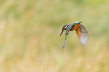 Avrupa 'da yaygın olarak görülen Kingfisher Alcedo bir dala tünemektedir veya uçuştadır