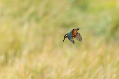 Avrupa 'da yaygın olarak görülen Kingfisher Alcedo bir dala tünemektedir veya uçuştadır