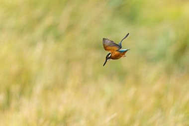 Avrupa 'da yaygın olarak görülen Kingfisher Alcedo bir dala tünemektedir veya uçuştadır
