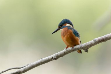 Avrupa 'da yaygın olarak görülen Kingfisher Alcedo bir dala tünemektedir veya uçuştadır