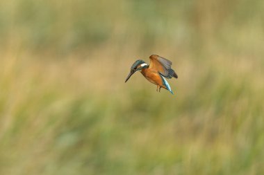 Avrupa 'da yaygın olarak görülen Kingfisher Alcedo bir dala tünemektedir veya uçuştadır