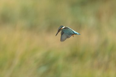 Avrupa 'da yaygın olarak görülen Kingfisher Alcedo bir dala tünemektedir veya uçuştadır