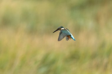 Avrupa 'da yaygın olarak görülen Kingfisher Alcedo bir dala tünemektedir veya uçuştadır