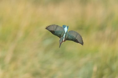 Avrupa 'da yaygın olarak görülen Kingfisher Alcedo bir dala tünemektedir veya uçuştadır