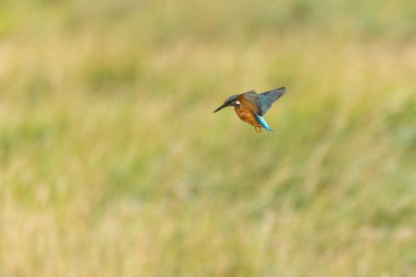 Avrupa 'da yaygın olarak görülen Kingfisher Alcedo bir dala tünemektedir veya uçuştadır