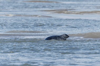 Foca vitulina adlı fok, dalgaların çekildiği kumsalda dinleniyor.