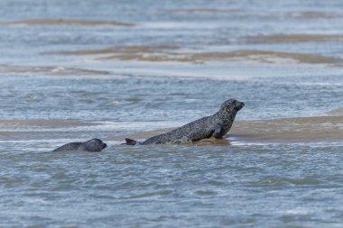 Foca vitulina adlı fok, dalgaların çekildiği kumsalda dinleniyor.