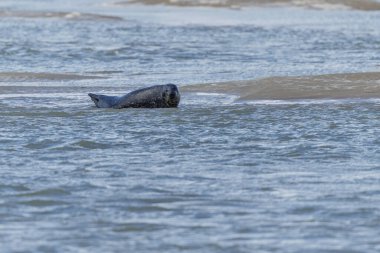 Foca vitulina adlı fok, dalgaların çekildiği kumsalda dinleniyor.