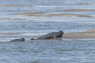 Foca vitulina adlı fok, dalgaların çekildiği kumsalda dinleniyor.
