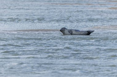 Foca vitulina adlı fok, dalgaların çekildiği kumsalda dinleniyor.