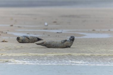 Foca vitulina adlı fok, dalgaların çekildiği kumsalda dinleniyor.