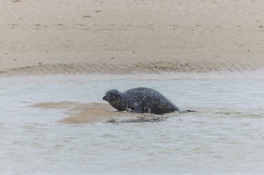 Foca vitulina adlı fok, dalgaların çekildiği kumsalda dinleniyor.