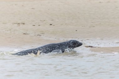 Foca vitulina adlı fok, dalgaların çekildiği kumsalda dinleniyor.