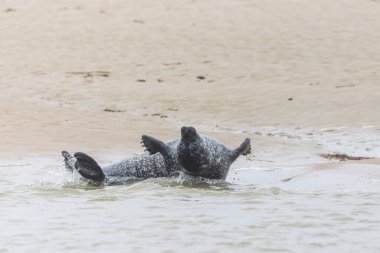 Foca vitulina adlı fok, dalgaların çekildiği kumsalda dinleniyor.