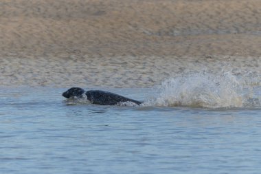 Foca vitulina adlı fok, dalgaların çekildiği kumsalda dinleniyor.