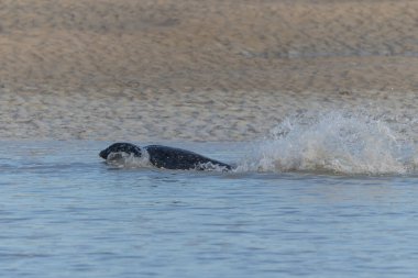 Foca vitulina adlı fok, dalgaların çekildiği kumsalda dinleniyor.