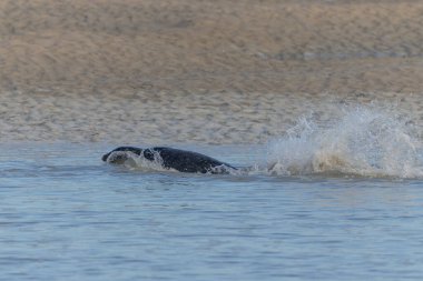 Foca vitulina adlı fok, dalgaların çekildiği kumsalda dinleniyor.
