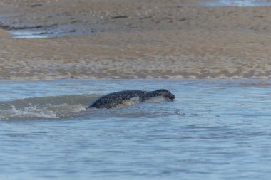 Foca vitulina adlı fok, dalgaların çekildiği kumsalda dinleniyor.